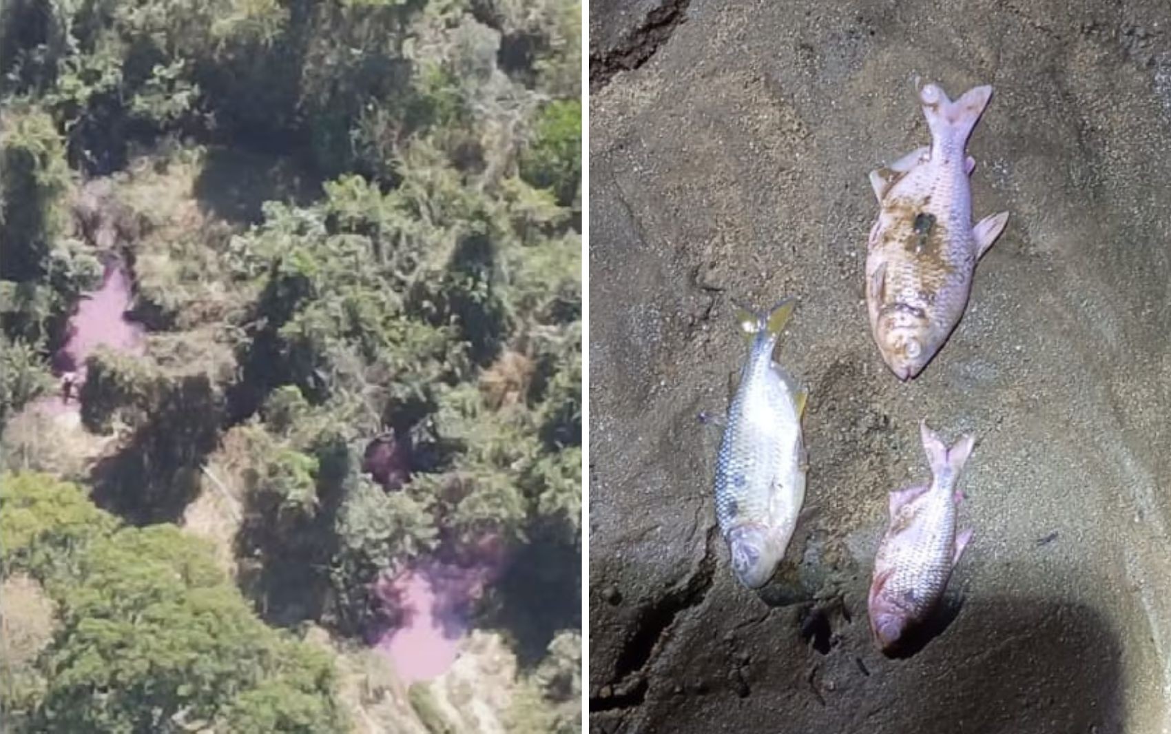 Peixes mortos são encontrados em córrego atingido por carga de caminhão que pegou fogo na BR-153, em Professor Jamil